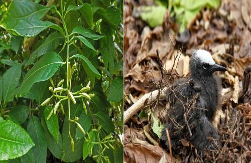 Cây Pisonia - Loài cây "thần chết" khiến loài chim phải bỏ mạng